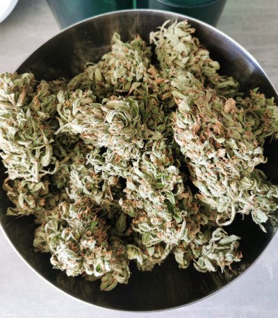 Семена сорта Auto Blue Pyramid fem (Pyramid Seeds)