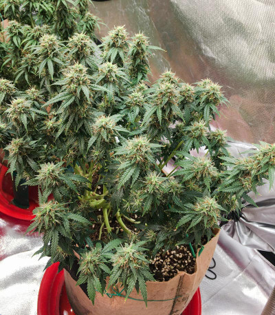 Семена сорта Auto Euforia fem (Dutch Passion)