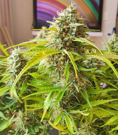 Семена сорта Original Berry fem (Victory Seeds)