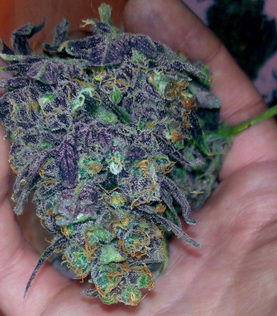 Семена сорта Purple Haze Auto fem (Original Sensible Seeds)