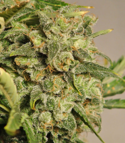 Семена сорта White Russian fem (Семяныч)