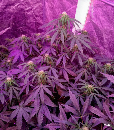 Семена сорта Gelato Auto fem (FastBuds)