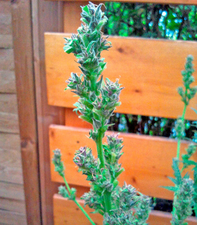 Семена сорта Autoflowering White Russian #1 fem (Serious Seeds)