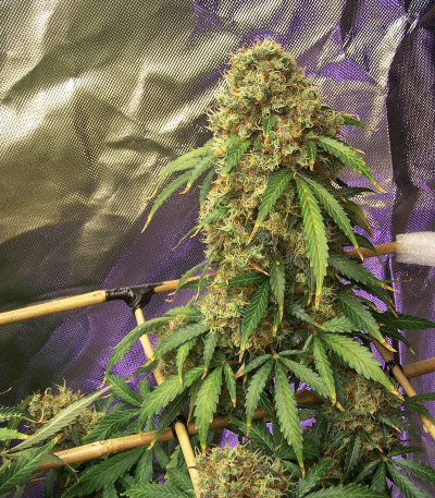 CBD Auto Charlotte’s Angel fem (Dutch Passion)