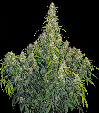 Семена сорта CBD-Chronic fem (Serious Seeds)