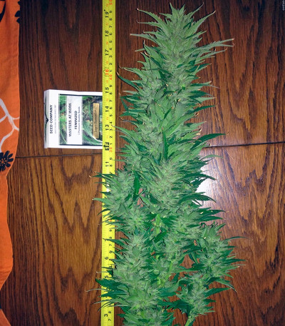 Семена конопли Jorge’s Diamonds #1