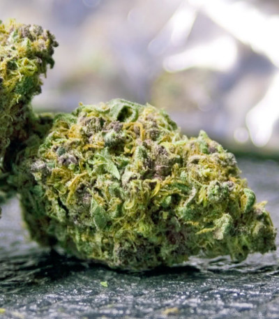 Семена сорта Night Shade fem