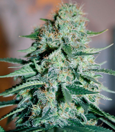 Семена сорта Original White Widow (IBL) fem