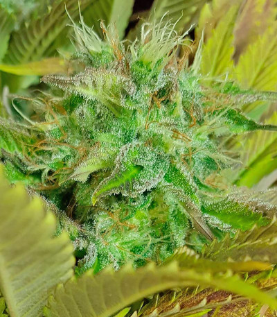 Семена сорта Silver Haze fem (Vision Seeds)