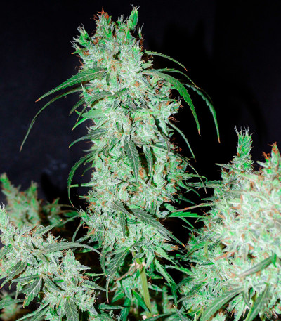 Семена сорта CBD Green Crack Auto fem (Семяныч)