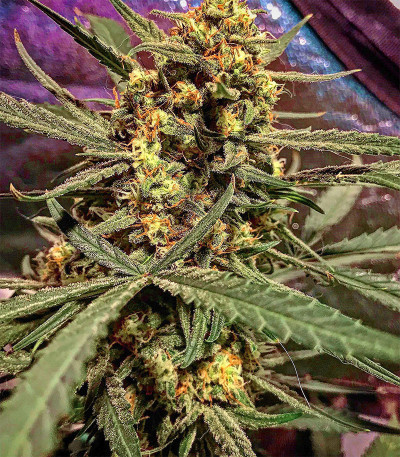 Семена сорта DO-SI-DOS fem (Cali Buds Seeds)