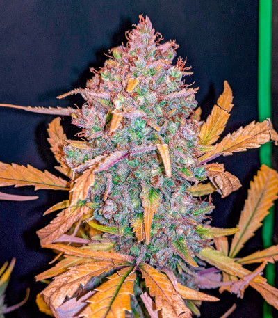 Семена сорта Gorilla Crunch Auto fem от Семяныча