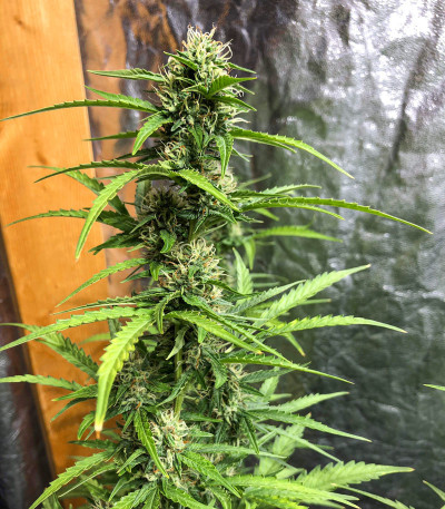Семена сорта Rhino Ryder Auto fem (FastBuds)
