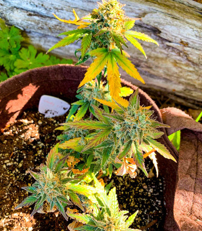 Семена конопли сорта Snow Star Auto