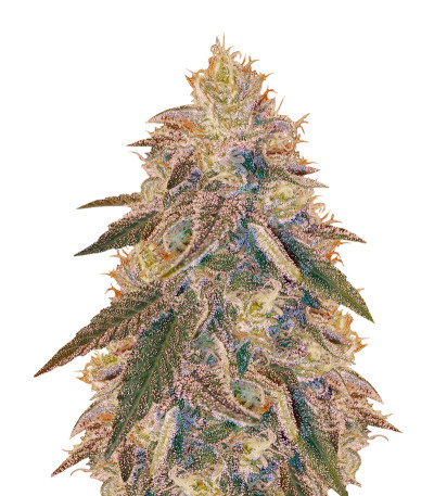 Семена сорта Jack Herer fem (Vision Seeds)