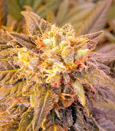 Семена сорта Afghan Kush fem (World of Seeds)