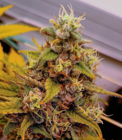 Семена сорта Black Muffin F1 Fast Version fem (Sweet Seeds)