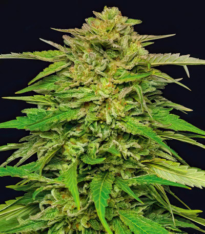 Семена сорта Mango Sherbert Auto fem от Humboldt Seed Company