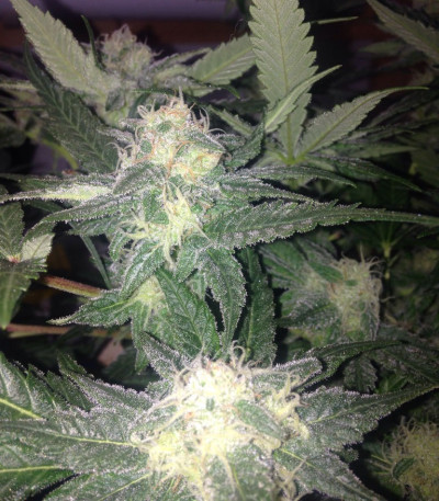 Семена сорта Red Leicester Tease fem (Dr. Krippling Seeds)