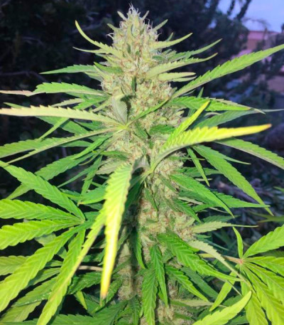 Семена сорта Sugar Candy fem (Delicious Seeds)