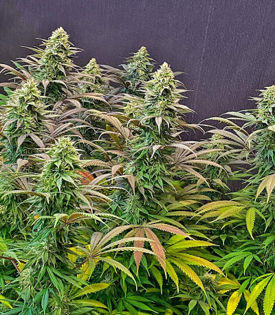 Семена сорта Strawberry Amnesia fem (Herbies Seeds)