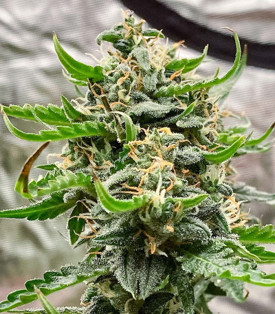 Семена сорта Jealousy fem (7CH American)