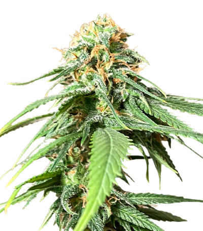 Семена сорта AFS Princess fem (AlphaFem Seeds)