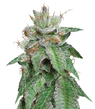 Семена сорта Bubba Kush reg (Humboldt Seeds)