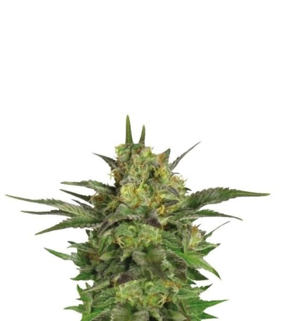Семена сорта Haze Berry fem (Royal Queen Seeds)