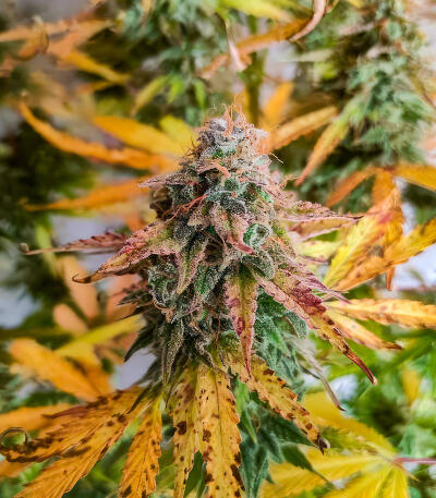 Семена сорта Also Know 47 Autoflower fem (Seedkeepers)