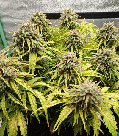 Семена сорта Original Cinderella Auto fem (FastBuds)