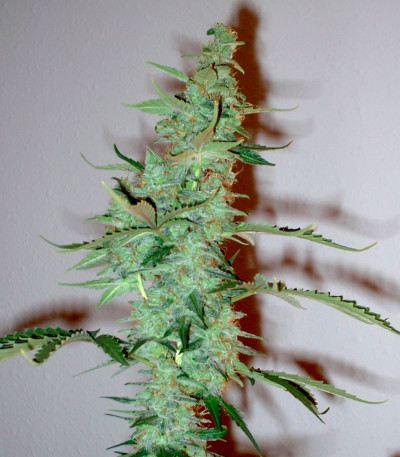 Семена сорта Supersonic Cristal Storm Auto fem (Samsara Seeds)