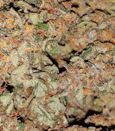 Семена сорта White Widow Auto Fem (Vision Seeds)