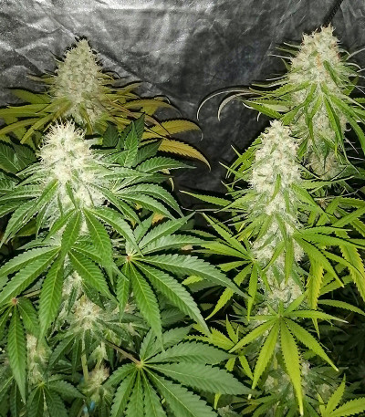 Семена сорта Tashkenti Auto fem (Семяныч)