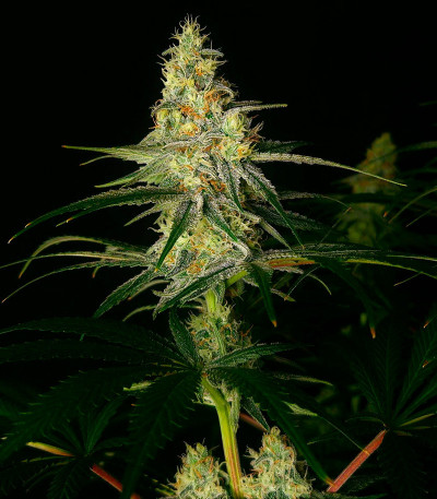 Семена сорта Strawberry Amnesia fem (Herbies Seeds)