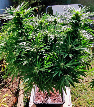 Семена сорта Black Jack Auto fem (Sweet Seeds)