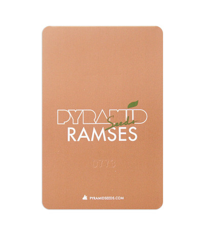 Семена сорта Ramses fem (Pyramid Seeds)
