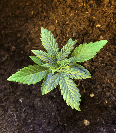 Семена сорта Aurora Green Auto fem (Sumo Seeds)