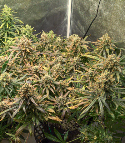 Семена сорта Auto Orange Bud fem (Dutch Passion)