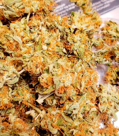 Семена сорта конопли Black Widow