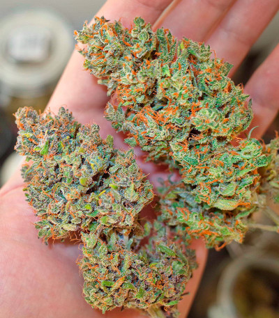 Семена сорта CBD Apple Betty Auto fem (Herbies Seeds)