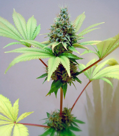 Семена сорта Durga Mata fem (Paradise Seeds)