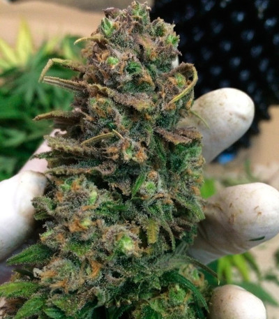 Семена сорта Lemon Shining Silver Haze (Lemon Haze) fem