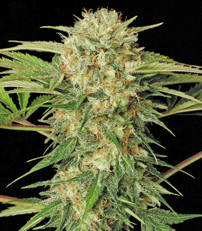 Семена сорта Motavation fem (Serious Seeds)