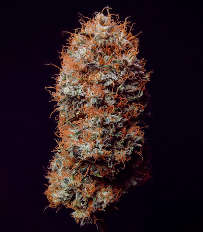 Семена сорта Zookies fem (7CH American)