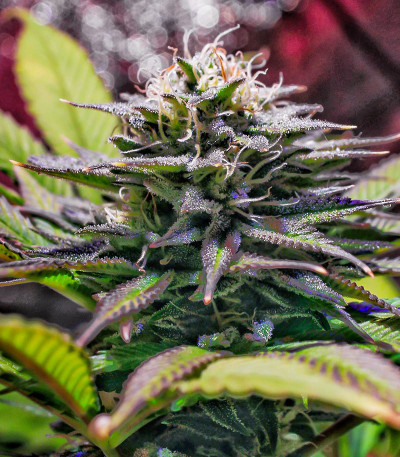 Семена сорта Wedding Cheesecake FF fem (FastBuds)