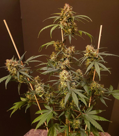 Семена сорта C4 auto fem