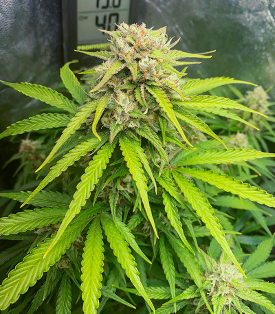 Семена сорта Gorilla Crunch Auto fem от Семяныча