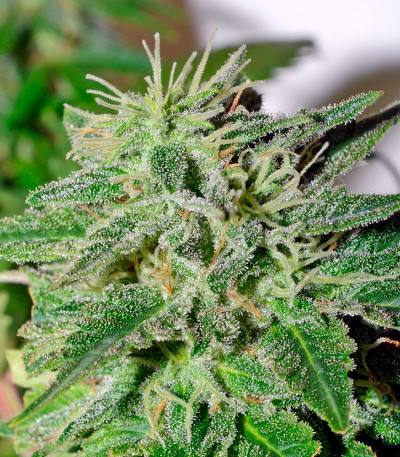 Семена сорта Satori reg (Mandala Seeds)