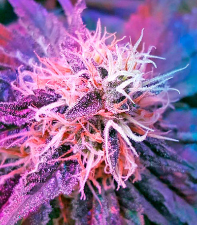 Семена сорта White Widow Automatic fem (Nirvana Seeds)